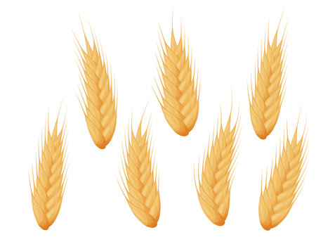 Wheat spike set. Grains of cereals. Harvest, agriculture or bakery theme.のイラスト素材