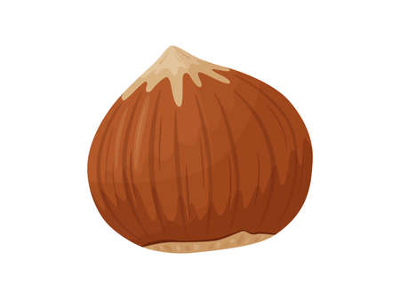 Hazelnut. Nuts in shell. Healthy and vegetarian foosd.のイラスト素材