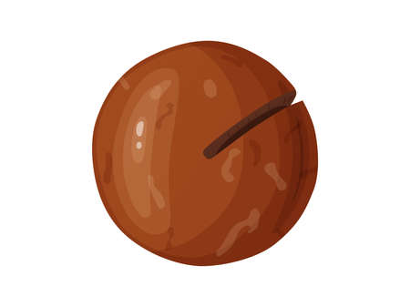 Macadamia nuts. Australian nut, healthy food. Whole and cracked nuts.のイラスト素材