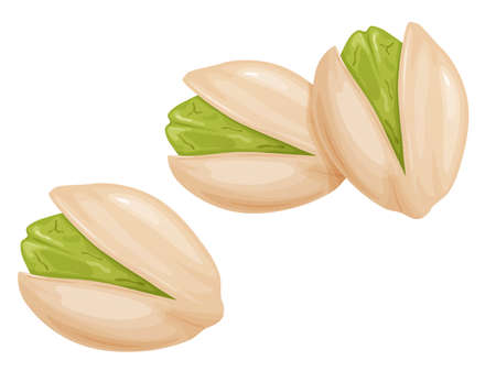 Pistachios. Nuts in shell and peeled in cartoon style.のイラスト素材