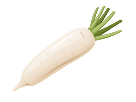 Daikon radish with green stem. Horseradish rhizome plant.のイラスト素材