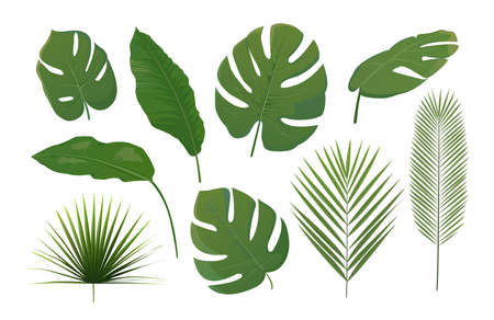 Exotic tropical leaves set, jungle foliage isolated on white background. Realistic llustrations of palm leaves, fern leaves and small bushes.のイラスト素材