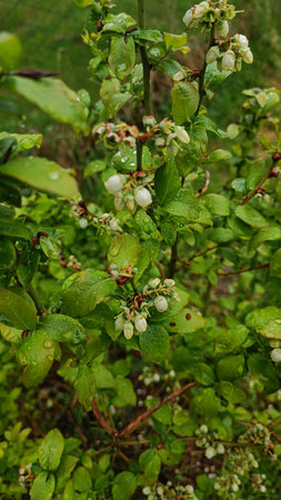 A bush of garden blueberries with green berries after the rain was photographed on a phoneの写真素材
