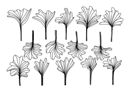 Gingko or Ginkgo biloba leaf. Set floral leaves flowers in doodle style isolated on white background. Vector outline illustration. Spring decor. Set with floral exotic leaves for your design.Japanese.のイラスト素材