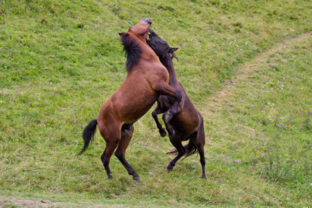 battle of two stallionsの写真素材