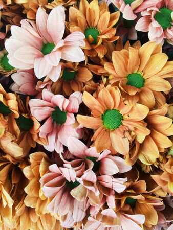 Close up bright orange and pink tropic flowers at summerの写真素材