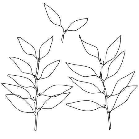 Eucalyptus branch with leaves. Black and white vector illustration.のイラスト素材