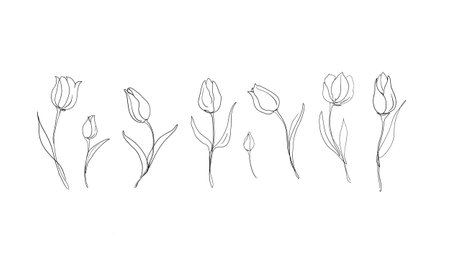 A set of tulips. Line drawn flowers. Vector illustrationのイラスト素材