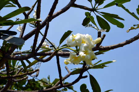 Beautiful yellow plumeria flower blossoms on the tree with the bright blue sky background. Photo made in the park, Thailand, Asia. Nature, peace, quietness.の写真素材