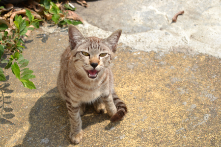 Little outdoor striped kitten meows  and shows teeth sitting on the ground. Photo on the brown background. Playful and funny animal's emotion.の写真素材