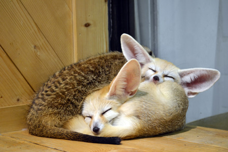 Two little fennec kitten sleep together in the contact zoo in Asia, Thailand. Another little animal came to hug them. Cute photo of the wild animals indoors.の写真素材