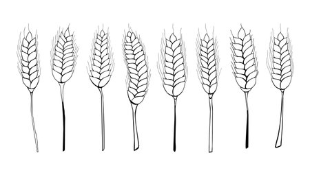 Set of hand drawn ears of wheat or rye. Cereal ears. Isolated black on white elements for design.のイラスト素材
