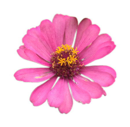 Zinnia flower isolated on white background, pink flower petals from the Asteraceae family, high quality flower photoの写真素材
