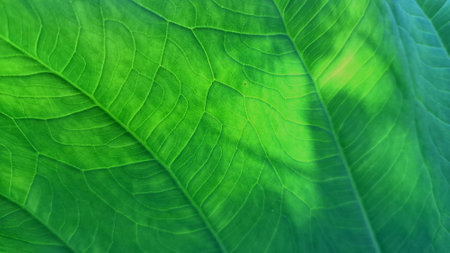 Green Taro Leaf Background, High-Resolution Nature Texture for Wallpapers, Patterns, Backdrops, and...