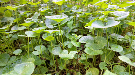 High-Resolution Nature Background of Centella Asiatica, Vibrant Green Herbal Leaves, Perfect for...