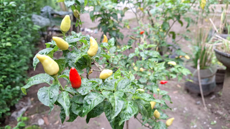 High-Quality Photo of Green Chili Plant in Growth Stage During Rain  Rawit Chili Cultivation for...
