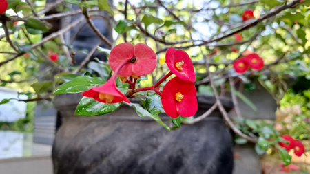 Macro photo of red Crown of Thorns flowers with natural green background, Euphorbia milii succulent plant for xeriscape, tropical garden, and decorative plantingの写真素材