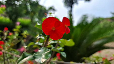 Close-up of vibrant red Euphorbia milii (Crown of Thorns) flowers, a beautiful display of tropical...