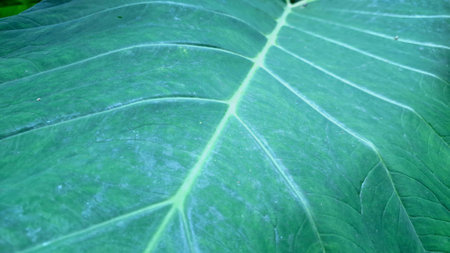 Macro Photography of Fresh Taro Leaf  Close-Up Colocasia Esculenta Plant Texture  Green Tropical Foliage Background for Botanical Projects, Eco Posters, Nature Themesの写真素材