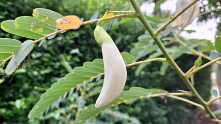 Pendulous White Sesbania grandiflora flowers in full bloom, creating a stunning visual display...