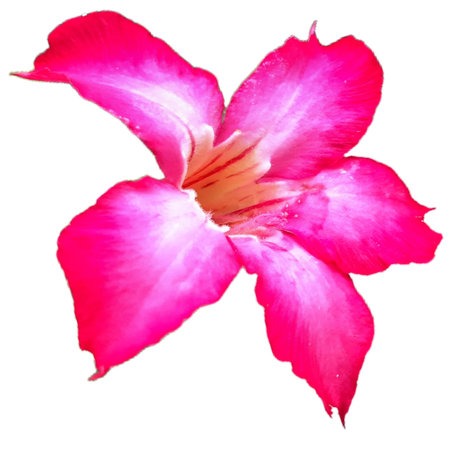 Isolated White and Pink Desert Rose (Adenium Obesum) Blossom on White Background, Elegant Floral Detailの写真素材