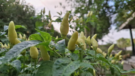 A handful of fresh chili peppers, representing the increasing cost and economic impact of this...