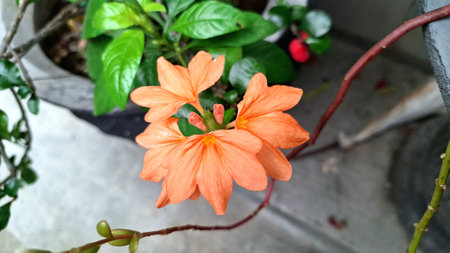 Close-up of vibrant orange Firecracker Flowers (Crossandra infundibuliformis) blooming beautifully...