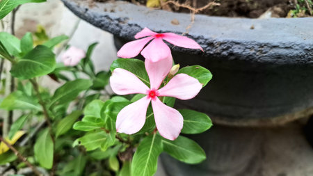 Close-up of vibrant pink Periwinkle flower (Catharanthus roseus) with water droplets, a tropical ornamental plant used in traditional herbal medicine and known for its resilienceの写真素材