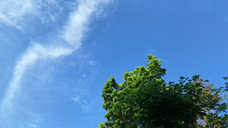 Tropical forest tree leaves surrounding blue sky and fluffy clouds, peaceful and calm natural scene ideal for eco themes, summer vibe, environment, and outdoor wellnessの写真素材
