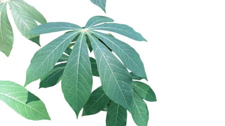 Detailed Close-up of Manihot esculenta Leaves, Isolated on white background, Showcasing the Intricate Vein Structure and Palmate Shape, Excellent for Botanical Studies and Naturalの写真素材