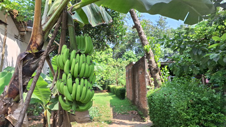 Vibrant Green Unripe Bananas Hanging Heavily from a Tree in a Tropical Environment, Representing Natural Harvest and Agricultural Richnessの写真素材