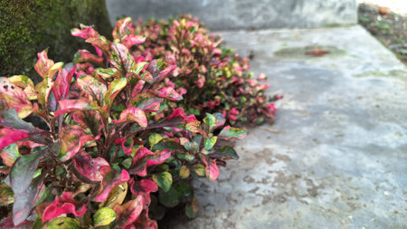 Vibrant close-up of Alternanthera foliage with striking multicolor patterns in red, green, and...