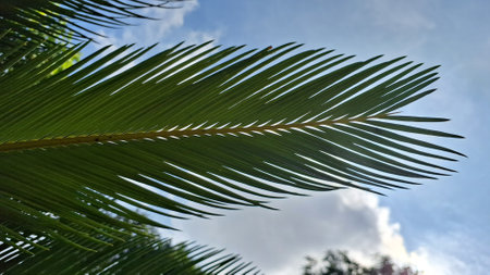 Close-up of lush green palm leaves under bright sunlight with blue sky background, perfect for...