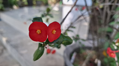 Beautiful red blooms of Euphorbia milii (Crown of Thorns) with fresh green foliage, a vibrant image...
