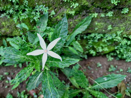 Serene white Hippobroma longiflora flower amidst green leaves, providing a natural and calming backdrop for designs related to traditional medicine and plant propertiesの写真素材