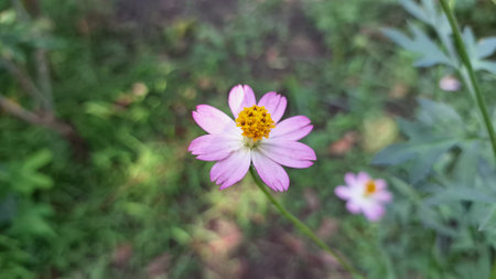 Purple Kenikir Flower (Cosmos caudatus) in Full Bloom – Natural Outdoor Setting with Green...