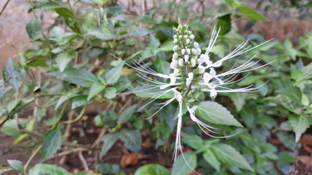 White Java Tea Flower (Orthosiphon aristatus) in High-Resolution Nature Photography  Kidney Tea Plant with Delicate Petals for Botanical Backgrounds and Herbal Medicine Themesの写真素材