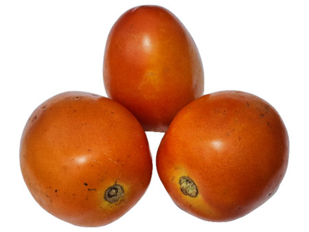 Whole Tomato Isolated on White  Ripe Solanum Lycopersicum, Fresh Red Vegetable for Cooking, Vegan and Vegetarian Diet, Organic Market, Food Illustration, and Health Benefitsの写真素材
