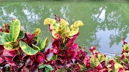 Croton Plant with Twisted Colorful Leaves Grown Outdoors in Tropical Climate Beautiful Red and Green...