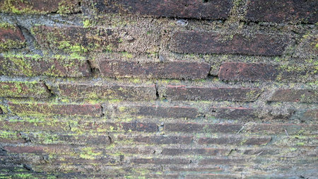 Green moss on aged bricks creates a natural and organic texture, forming a mossy brick wall...