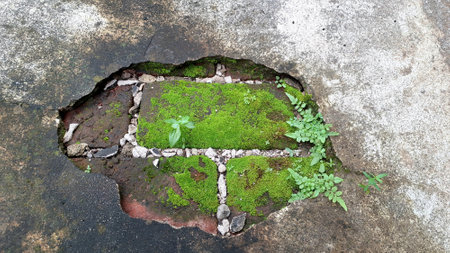 Old brickwork covered in green moss shows a textured surface and pattern, ideal as a mossy background for natural or time-worn conceptsの写真素材