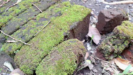 Textured Background of Old Brick Wall Covered in Vibrant Green Moss Growth, Natural and Weatheredの写真素材