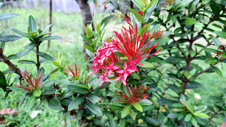Red Jungle Geranium Flower Cluster â€“ Ixora Coccinea Blossoms in Tropical Garden for...