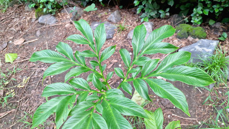 Detailed Macro Shot of Porang Plant (Amorphophallus Muelleri) with Fresh Green Leaves  Perfect for Eco-Friendly Concepts, Herbal Studies, and Natural Backgroundsの写真素材