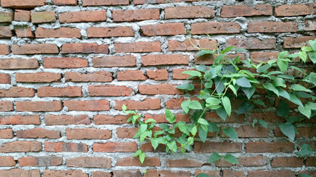 Green Vine on Brick Wall: Close-up of Plant Climbing Up a Red Brick Surface, Natural Textureの写真素材