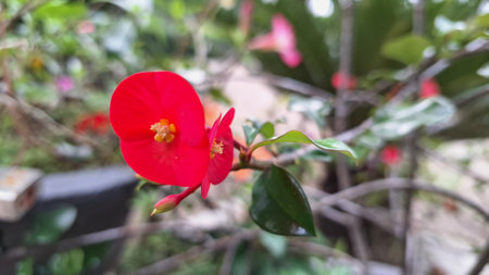 Beautiful red blooms of Euphorbia milii (Crown of Thorns) with fresh green foliage, a vibrant image...