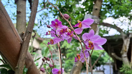 Close-Up of White and Purple Doritaenopsis Orchid Bloom, Beautiful Phalaenopsis Hybrid Symbolizing Love, Luxury, and Natural Tranquility in a Tropical Garden Settingの写真素材