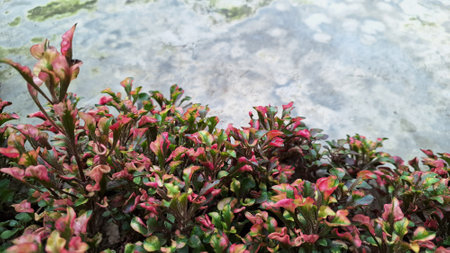 Colorful Alternanthera plant leaves in vibrant red, green, and yellow tones forming a natural...
