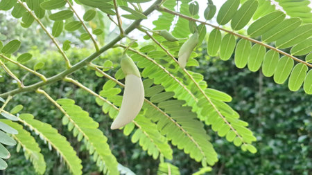 White Flowering Sesbania Grandiflora Tree in Garden â€“ Hummingbird Tree Used in Culinary...