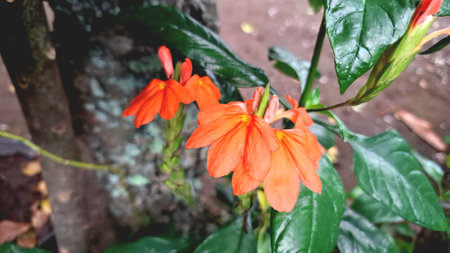 Bright Tropical Blooms: Peach Firecracker Flowers (Crossandra infundibuliformis) Detailed Viewの写真素材